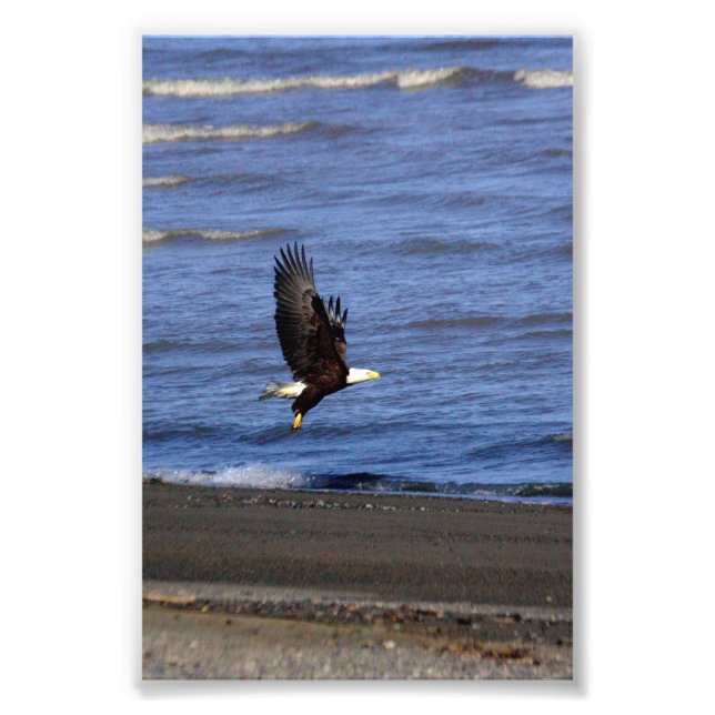 4x6 photo of eagle (Front)