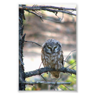 4x6 photo of owl print