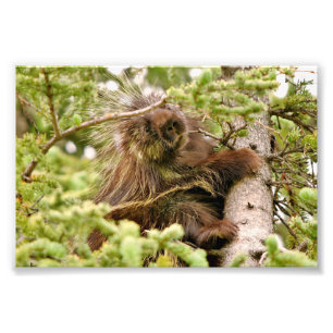 4x6 photo porcupine print