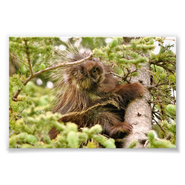 4x6 photo porcupine print (Front)