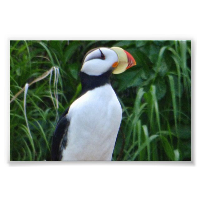 4x6 photo puffin print (Front)