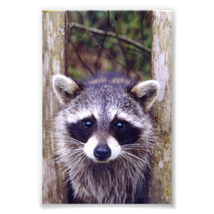 4x6 photo racoon print