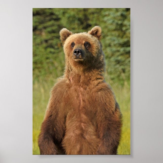 4x6  Poster Paper (Matte) of grizzly bear (Front)