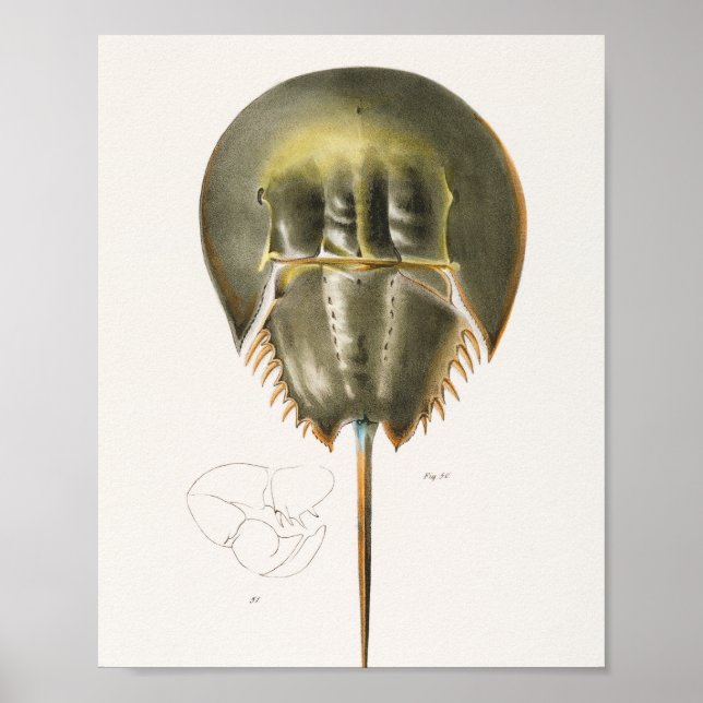 50  51 Atlantic horseshoe crab (Polyphemus occiden Poster (Front)