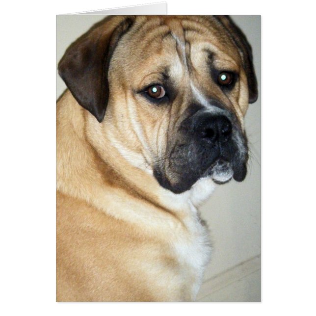 50TH-BUT STILL THE TOP DOG (Front)