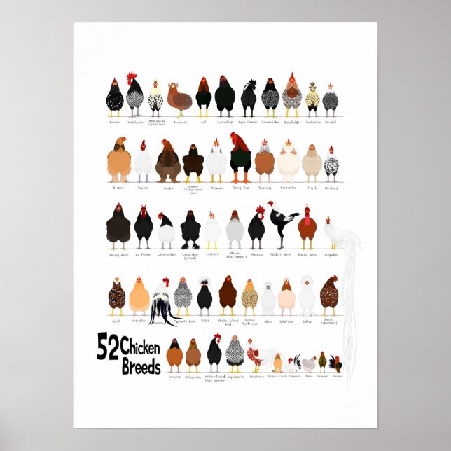 52 breeds of chickens poster (Front)