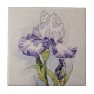 5327 Purple and White Iris Tile