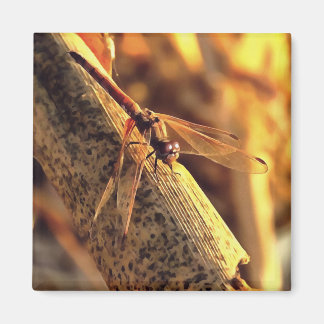 534424932Elegant Red Darter Dragonfly Insect Art Magnet