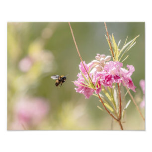 5370-Bee Flying Towards Flower Photo Print
