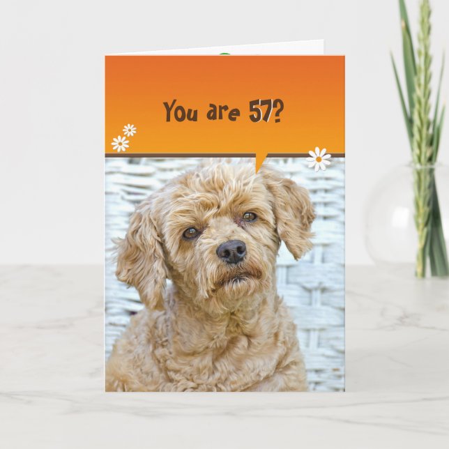 57th birthday brown poodle on wicker card (Front)