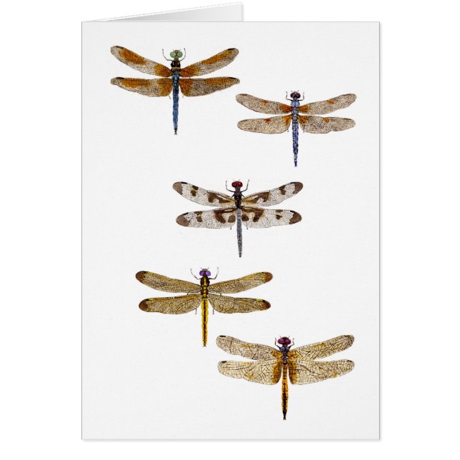 5 dragonflies (Front)