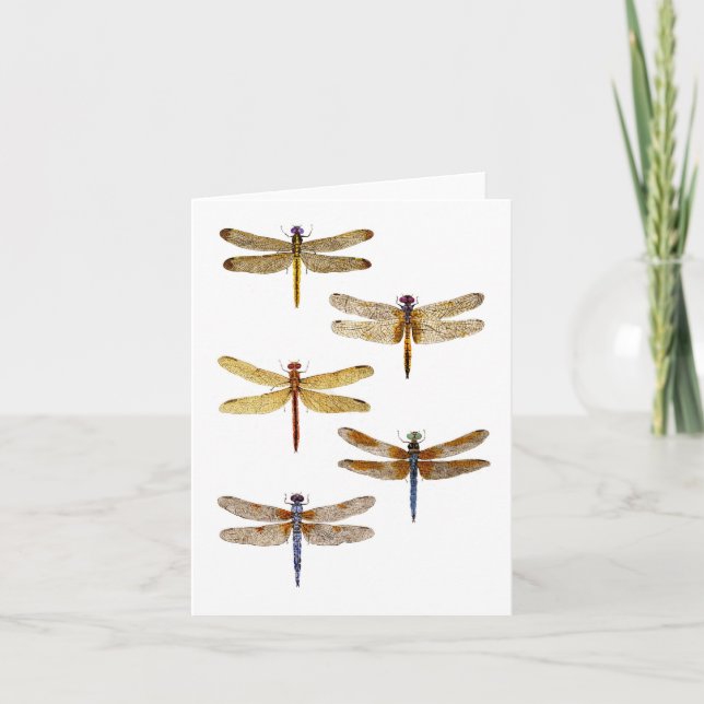 5 Dragonflies Card (Front)