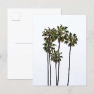 5 Palms Postcard