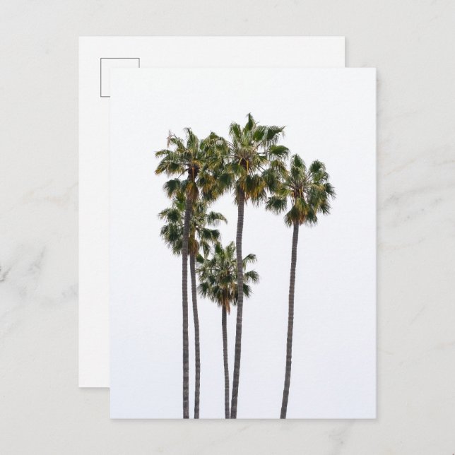 5 Palms Postcard (Front/Back)
