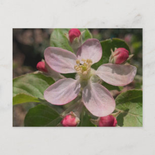 5 Star Apple Blossom Photo Postcard