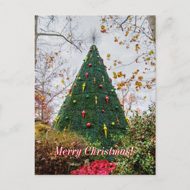 5 Story Sdc Tree Christmas Postcard (Front)