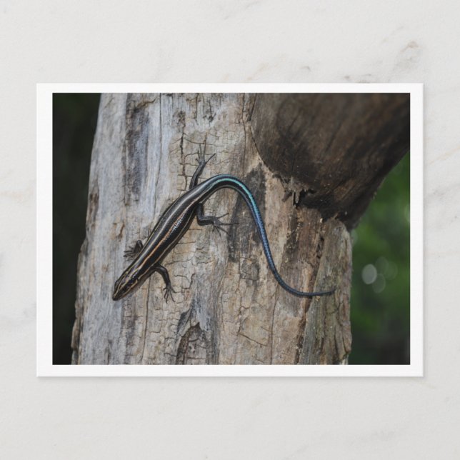 5 striped skink postcard (Front)