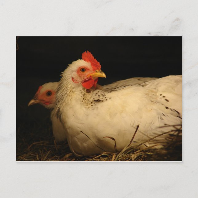 5 toes and Survivor Postcard (Front)