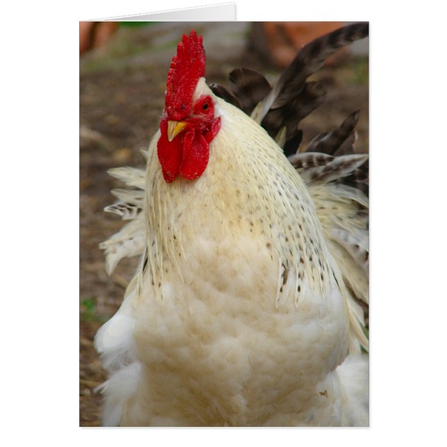 5 Toes on a Windy Day (Front)