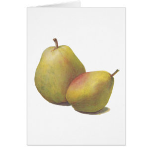 5 vintage pears illustrated