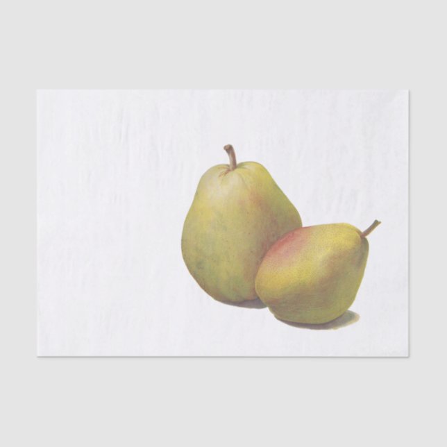 5 vintage pears illustrated tissue paper (Front)