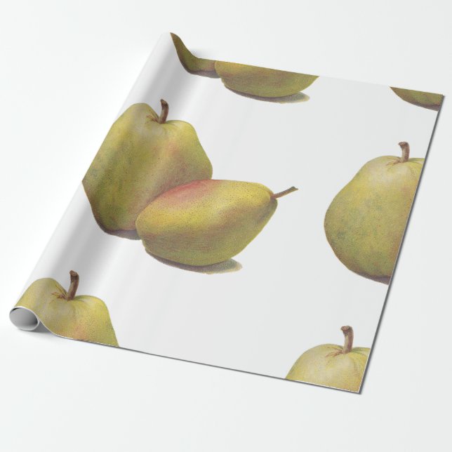 5 vintage pears illustrated wrapping paper (Unrolled)