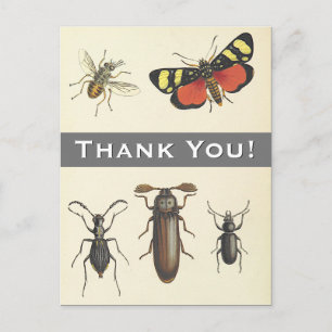 5 Vintage Style Insects "Thank You!" Postcard