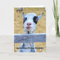 5"x7" Folded Card || Congratulations Goat