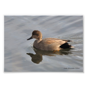 5X7 Gadwall Duck Photo Print