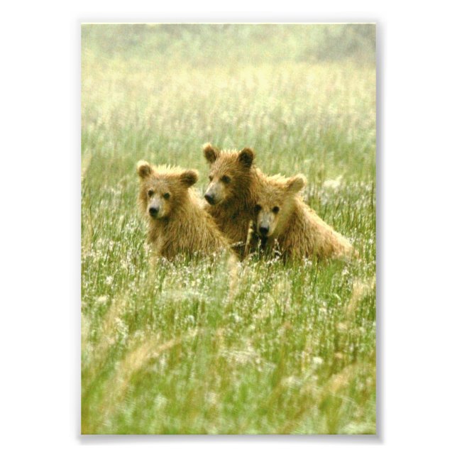 5x7 grizzly bears Photo Print (Front)