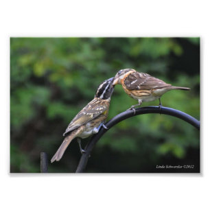 5X7 Grosbeak Mother and Juvenile Photo Print