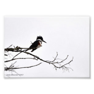 5X7 Kingfisher Against the Stark Sky Photo Print