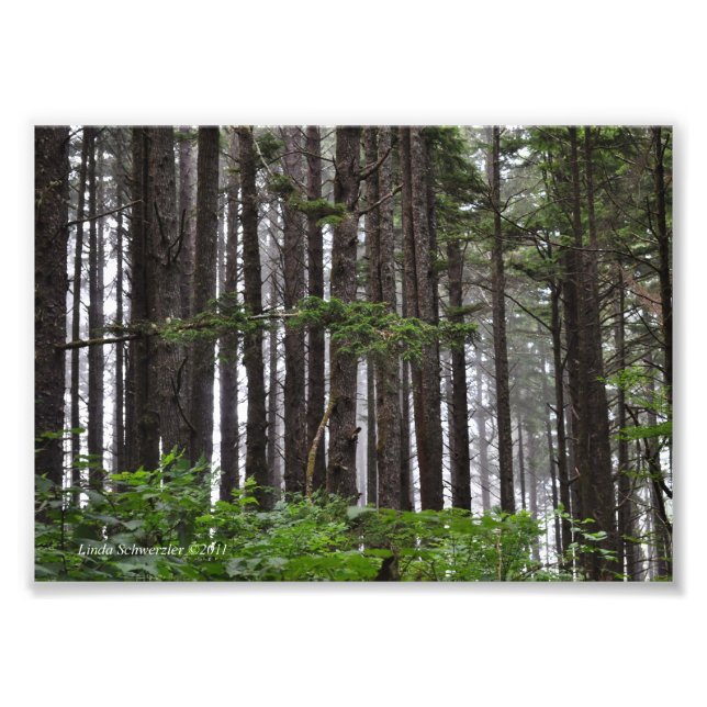 5X7 La Push 2nd Beach Trail Photo Print (Front)