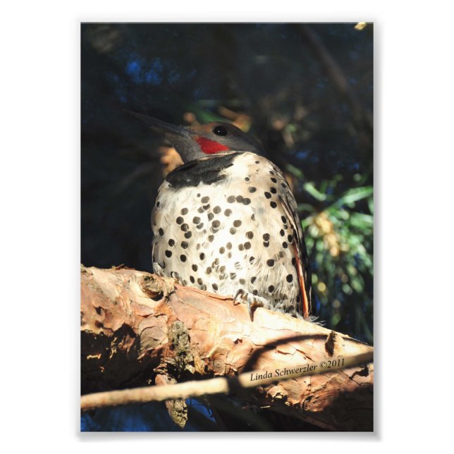5X7 Northern Flicker Photo Print (Front)