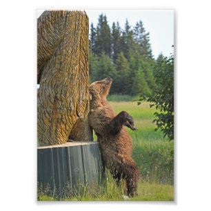 5x7 photo of grizzly bear print