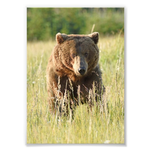 5x7 Satin photo of grizzly bear (Front)