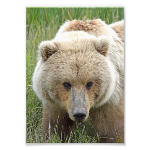 5x7 Satin photo of grizzly bear Print