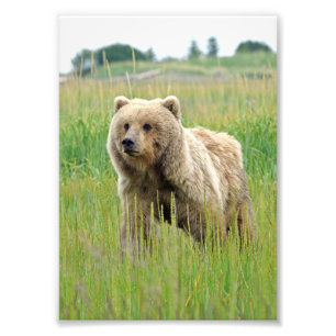 5x7 Satin photo of grizzly bear Print