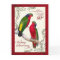 60th Anniversary Vintage Lorikeet Parrots