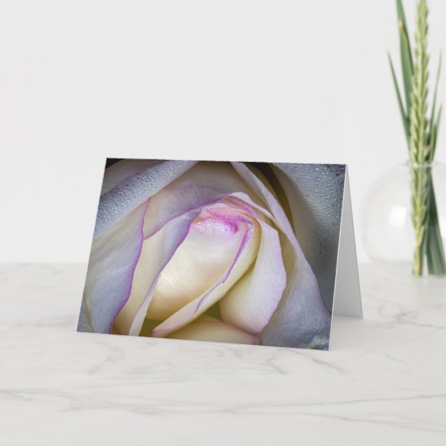 6588-White and Pink Rose with Dew Card (Front)