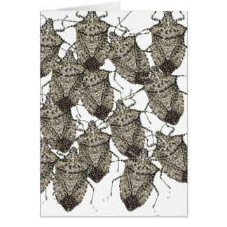 6-07-14 stink bugs rev.png