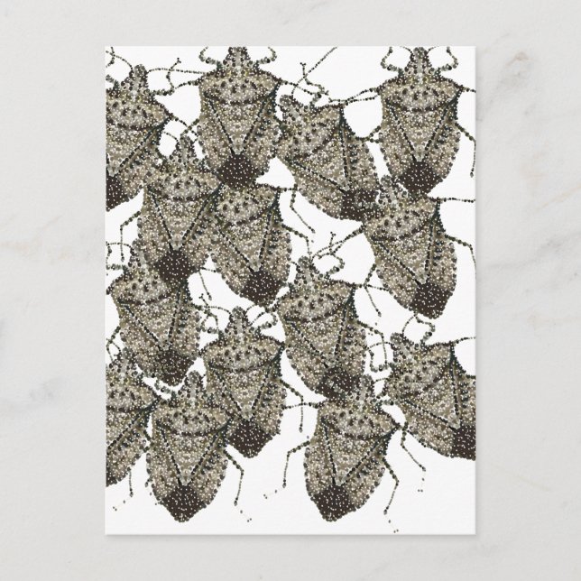 6-07-14 stink bugs rev.png postcard (Front)