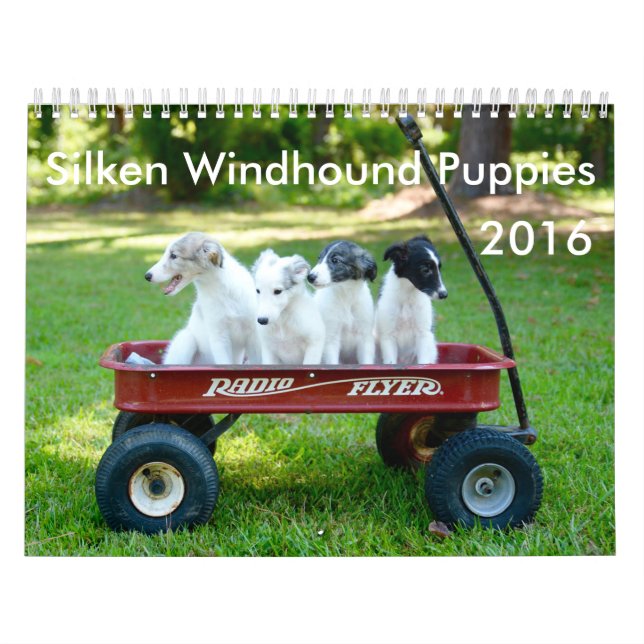 6 2016 Silken Windhound Puppies Calendar (Cover)