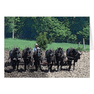 6 Beautiful Draught Horses at Work