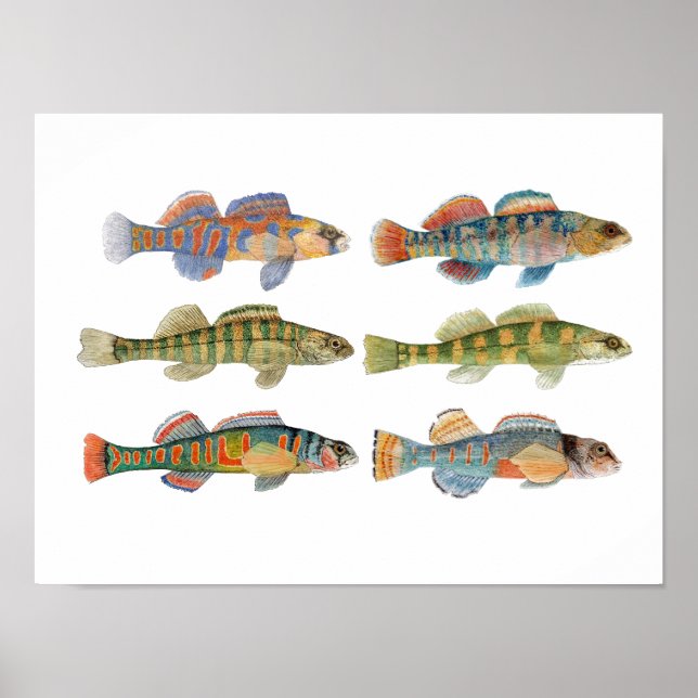 6 Freshwater Darter Species Poster (Front)