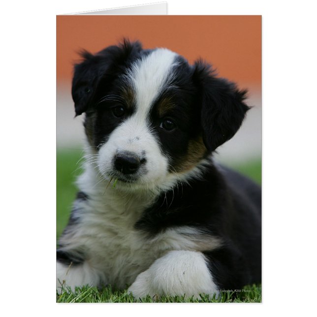 6 Week Old Border Collie (Front)