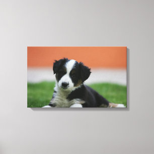 6 Week Old Border Collie Canvas Print
