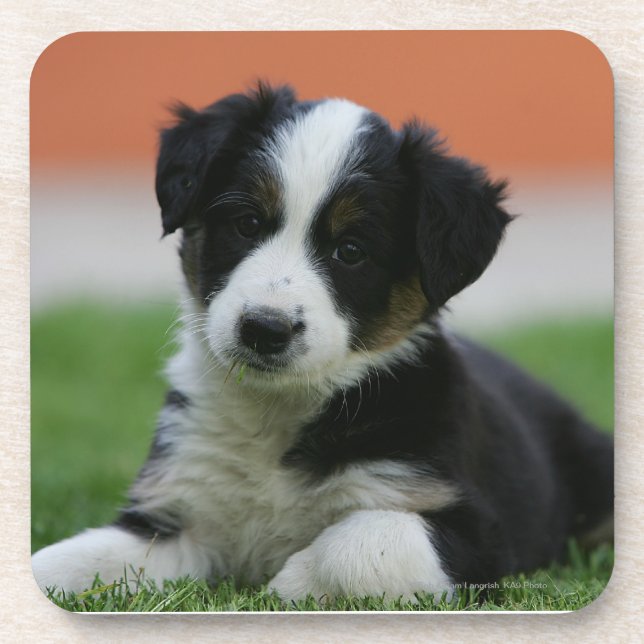 6 Week Old Border Collie Coaster (Front)