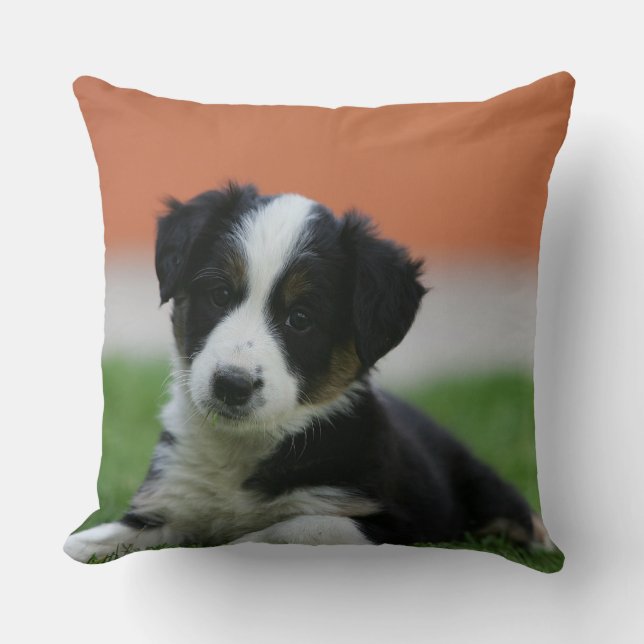 6 Week Old Border Collie Cushion (Front)