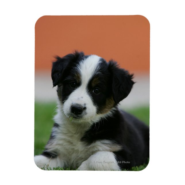 6 Week Old Border Collie Magnet (Vertical)